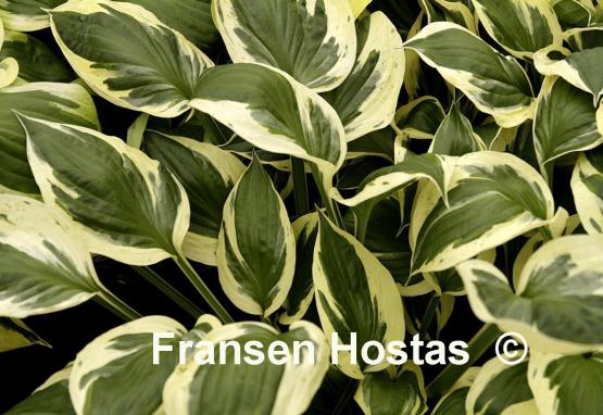 Hosta Olympic Glacier